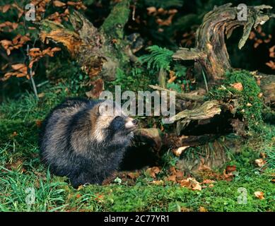 Marderhund (Nyctereutes procyonoides). Erwachsener neben einem gefallenen Baum im Herbst, Deutschland Stockfoto