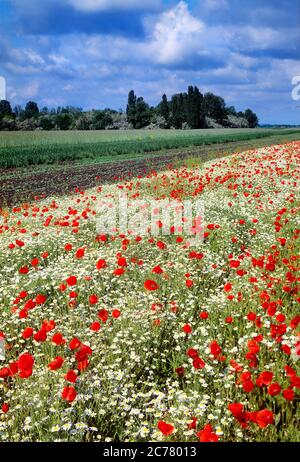Gemeiner Rotmohn, Flandern-Mohn (Papaver rhoeas) und Maisamälle (Anthemis arvensis) blühen auf Brachland im Burgenland Stockfoto