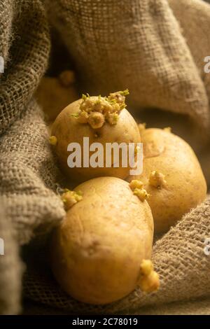 Gekeimt Kartoffeln auf einem Hintergrund von groben Sacken. Herbsternte. Saatkartoffeln zum Pflanzen. Nahaufnahme Stockfoto