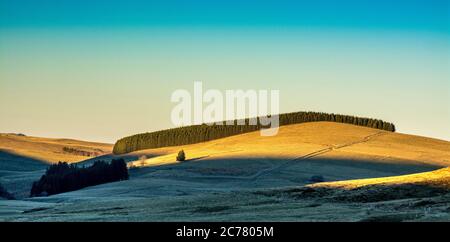 Firs in einer Reihe bei Sonnenuntergang, Regional Naturpark der Vulkane d'Auvergne, Cezallier, Puy de Dome, Frankreich, Europa Stockfoto