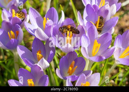 Honigbiene (APIs mellifera) auf Krokusblüte Stockfoto