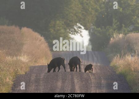 Wildschwein (Sus scrofa). Weiblich und jung auf einer Straße. Skane, Schweden Stockfoto