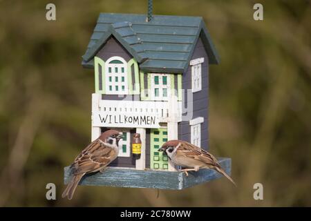 Eurasischer Baumsparrow (Passer montanus). Zwei Erwachsene essen vom Vogelfutterhäuschen. Deutschland Stockfoto