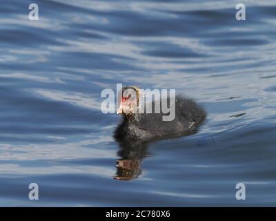 Juvenile Blässhuhn Stockfoto