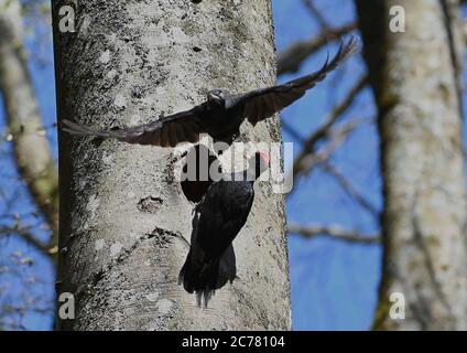 Schwarzspecht (Dryocopus martius). Paar auf dem Nest. Der Partner, der von der Nahrungssuche zurückkehrt, meldet sich mit einem kurzen Ruf an, landet neben der Bruthöhle und lockt den Partner dann aus, die Brut selbst zu übernehmen. Deutschland Stockfoto