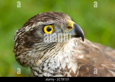 Nördlicher Goshawk (Accipiter gentilis). Porträt eines Erwachsenen. Deutschland Stockfoto