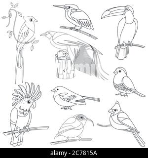 Satz von Vektor Umriss Linie Schlaganfall tropische exotische Vögel. Stock Vektor