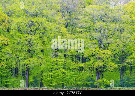 Buche (Fagus sylvatica). Waldland im Frühjahr. Jahrsdorf, Schleswig-Holstein, Deutschland Stockfoto