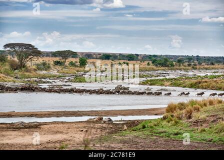 Herde von Weißbärtigen Wildbesten (Connochaetes taurinus mearnsi), die während der jährlichen Wanderung den Mara River durchqueren, Serengeti Nationalpark, UNESCO Weltkulturerbe, Tansania, Afrika Stockfoto