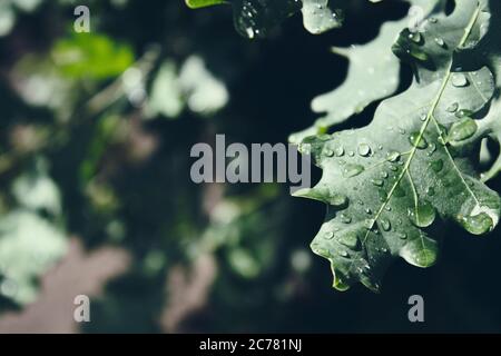 Grünes Blatt von Eiche Baum. Grünes Laub nach Regen. Speicherplatz kopieren. Stockfoto