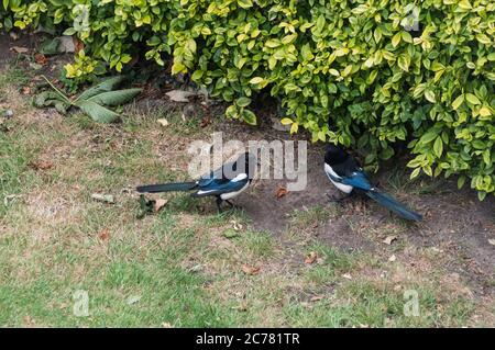 Elster (Pica pica) mit Jungfling Stockfoto