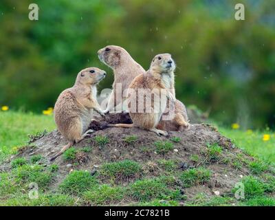 Schwarzschwanz-Präriehund Cynomys ludovicianus und jung Stockfoto