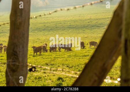 Aubrac Kälber auf einem Feld. Aveyron. Frankreich Stockfoto