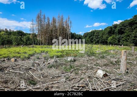 Bonn, Nordrhein-Westfalen, Deutschland - Sterbender Wald im Kottenforst schädigen Dürre und Rindenkäfer die Fichten in Nadelwäldern. Bon Stockfoto