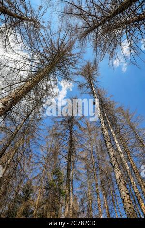 Bonn, Nordrhein-Westfalen, Deutschland - Sterbender Wald im Kottenforst schädigen Dürre und Rindenkäfer die Fichten in Nadelwäldern. Bon Stockfoto