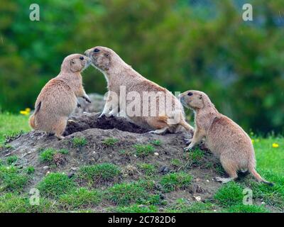 Schwarzschwanz-Präriehund Cynomys ludovicianus und jung Stockfoto