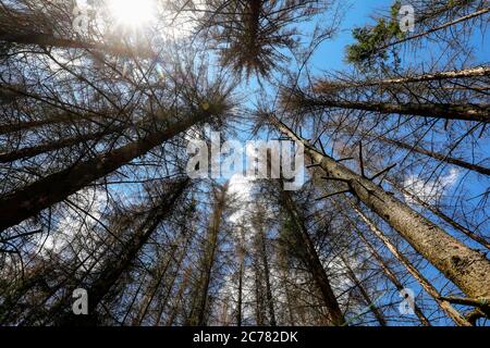 Bonn, Nordrhein-Westfalen, Deutschland - Sterbender Wald im Kottenforst schädigen Dürre und Rindenkäfer die Fichten in Nadelwäldern. Bon Stockfoto