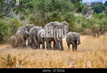 Afrikanischer Elefant (Loxodonta africana). Herde unterwegs. Tarangire Nationalpark, Tansania, Afrika Stockfoto