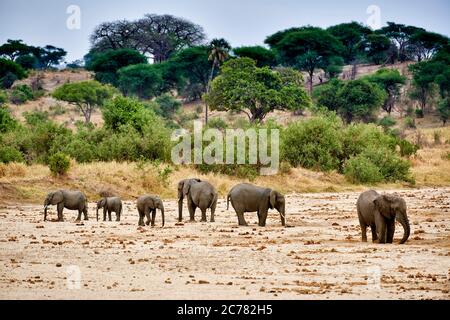 Afrikanischer Elefant (Loxodonta africana). Herde sucht nach Wasser. Tarangire Nationalpark, Tansania, Afrika Stockfoto