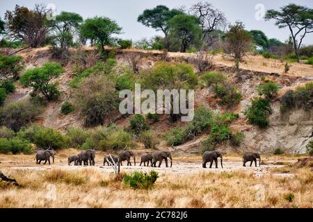 Afrikanischer Elefant (Loxodonta africana). Herde unterwegs. Tarangire Nationalpark, Tansania, Afrika Stockfoto