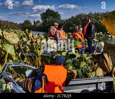 Russland, Astrachan Oblast, EIN Boot, das eine Touristenfamilie in das Lotusfeld im Wolga-Delta transportiert, in die Mündung, Blooming Nelumbo nucifera (aka blauer Lotus, indischer Lotus, heiliger Lotus, Bohne von Indien und heilige Seerose) Stockfoto