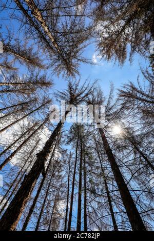 Bonn, Nordrhein-Westfalen, Deutschland - Sterbender Wald im Kottenforst schädigen Dürre und Rindenkäfer die Fichten in Nadelwäldern. Bon Stockfoto