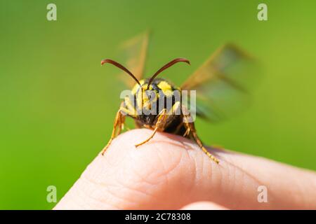 Makroansicht von Hornet Motte oder Hornet clearwing (Sesia apiformis) sitzen auf dem Finger und flatternden Flügeln in grünem Hintergrund. Mottenkopf ist in Kamera FOC Stockfoto