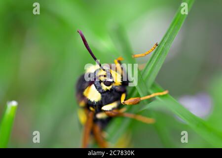 Makroansicht von Hornet Motte oder Hornet Clearwing (Sesia apiformis) sitzen in grüner Wiese. Auge des Motten ist im Fokus der Kamera Stockfoto