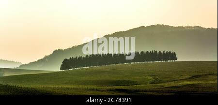 Firs in einer Reihe, Regional Naturpark der Vulkane d'Auvergne, Cezallier, Puy de Dome, Frankreich, Europa Stockfoto