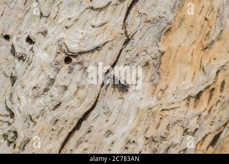 Unbekannte Wespenarten, möglicherweise eine Crossocerus-Art, die in ein Nistloch in einem Baumstamm eindringt, eine von hundert oder mehr an diesem Stamm Stockfoto