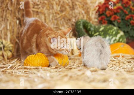 Tierfreundschaften: Frettchen und Erwachsene Hauskatze interagieren auf einem Ballen Stroh. Deutschland Stockfoto