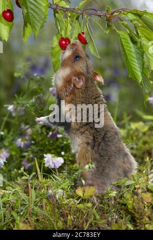 Europäischer Hamster (Cricetus cricetus) schnüffelt an Kirschen Deutschland. Stockfoto