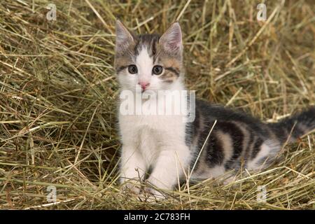 Hauskatze. Tabby-und-weiße Kätzchen sitzen im Heu. Deutschland Stockfoto