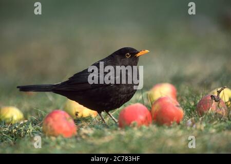 Eurasischen Amsel (Turdus merula). Erwachsene männliche essen einen Apfel. Deutschland Stockfoto