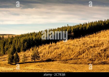 Firs in einer Reihe bei Sonnenuntergang, Regional Naturpark der Vulkane d'Auvergne, Cezallier, Puy de Dome, Frankreich, Europa Stockfoto