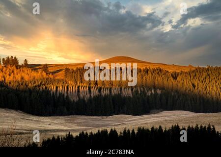 Firs in einer Reihe bei Sonnenuntergang, Regional Naturpark der Vulkane d'Auvergne, Cezallier, Puy de Dome, Frankreich, Europa Stockfoto