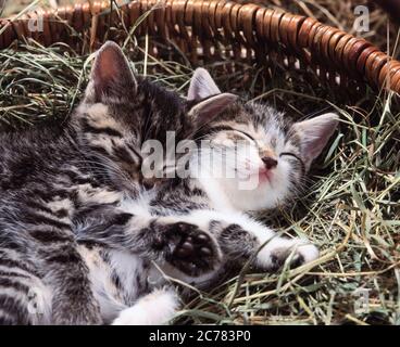 Hauskatze. Zwei tabby Kitten schlafen in einem Korb gefüllt mit Heu Stockfoto