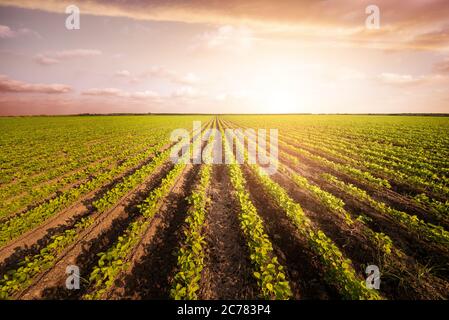 Landwirtschaftliche Pflanzung auf einem riesigen Feld. Grün wachsende Pflanze gegen blauen Himmel Stockfoto