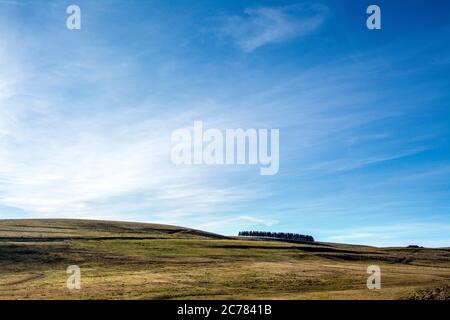 Firs in einer Reihe, Regional Naturpark der Vulkane d'Auvergne, Cezallier, Puy de Dome, Frankreich, Europa Stockfoto