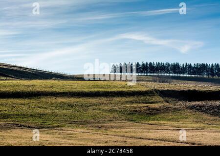 Firs in einer Reihe, Regional Naturpark der Vulkane d'Auvergne, Cezallier, Puy de Dome, Frankreich, Europa Stockfoto