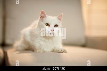 Türkisch Angora. Weiße Erwachsene Katze auf einer Couch liegen. Deutschland Stockfoto