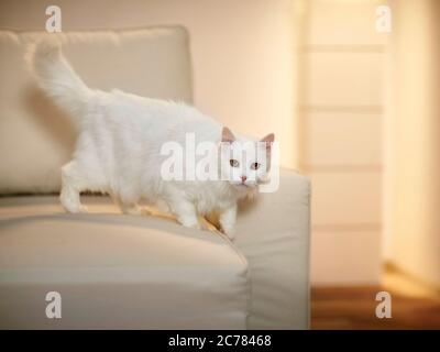 Türkisch Angora. Weiße Erwachsene Katze auf einer Couch. Deutschland Stockfoto