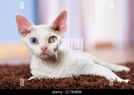 Devon Rex. Kätzchen auf einem Teppich liegend. Deutschland Stockfoto