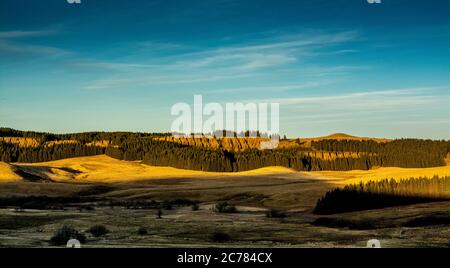 Firs in einer Reihe bei Sonnenuntergang, Regional Naturpark der Vulkane d'Auvergne, Cezallier, Puy de Dome, Frankreich, Europa Stockfoto