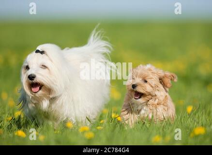 Havanese. Eltern und Welpen laufen auf einer Wiese. Deutschland Stockfoto