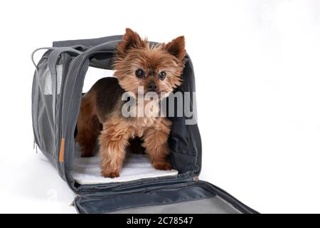 Yorkshire Terrier. Erwachsener Hund, der in einem Tierhalter steht. Deutschland Stockfoto
