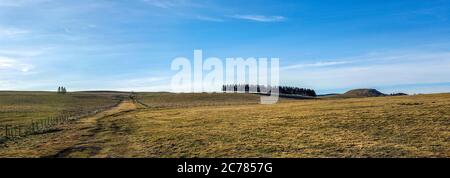 Firs in einer Reihe, Regional Naturpark der Vulkane d'Auvergne, Cezallier, Puy de Dome, Frankreich, Europa Stockfoto