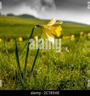 Narzissen (Narcissus pseudonarcissus) auf einer Wiese, Cezallier, Puy de Dome, Auvergne, Frankreich Stockfoto