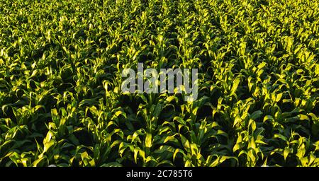 Luftaufnahme in niedriger Höhe von Reihen von Maispflanzen. Stockfoto