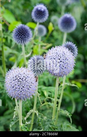 Kugelförmige blaue Blüten von Echinops bannaticus 'Taplow Blue' Kugeldistel 'Taplow Blue Stockfoto